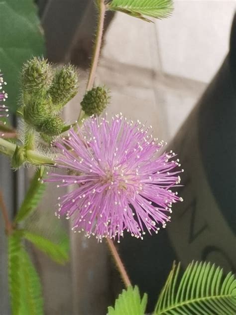 10種不吉利的花|十大不吉利花